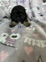 Brew, a male Maltipoo for sale in Fort Myers, FL – 6 of 7