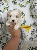 Romeo, a male Maltese for sale in Fort Myers, FL – 4 of 8