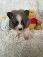 Mai tai, a female Pomeranian for sale in Fort Myers, FL – 1 of 7