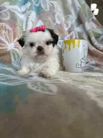 Godiva, a female Shih Tzu for sale in Fort Myers, FL – 2 of 7