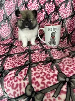 Sugar, a female Pomeranian for sale in Fort Myers, FL – 6 of 8