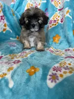 Teddy, a male Maltipoo for sale in Fort Myers, FL – 3 of 10