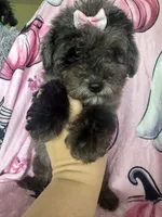 Harlee, a female Poodle - Miniature  for sale in Fort Myers, FL – 4 of 9