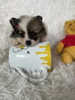 Bellini, a female Pomeranian for sale in Fort Myers, FL – 6 of 7