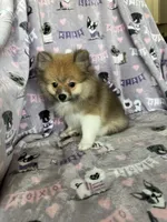 Louie, a male Pomeranian for sale in Fort Myers, FL – 3 of 6