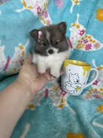 Pippa, a female Pomeranian for sale in Fort Myers, FL – 4 of 7