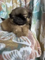 Peanut, a male Shih Tzu for sale in Fort Myers, FL – 9 of 10