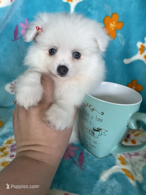 Truly – Pomeranian puppy for sale in Fort Myers, FL