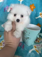 Truly, a female Pomeranian for sale in Fort Myers, FL – 1 of 6