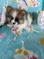 Yoshi, a male Pomeranian for sale in Fort Myers, FL – 7 of 8