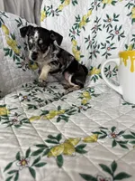 Cosmo, a male Chihuahua for sale in Fort Myers, FL – 6 of 6