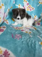 Noah, a male Pomeranian for sale in Fort Myers, FL – 5 of 9