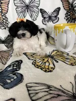 Sally, a female Maltipoo for sale in Fort Myers, FL – 3 of 8