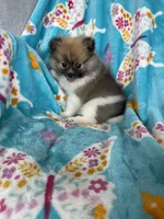 Otto, a male Pomeranian for sale in Fort Myers, FL – 8 of 10