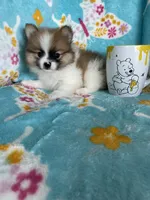 Yoshi, a male Pomeranian for sale in Fort Myers, FL – 7 of 7