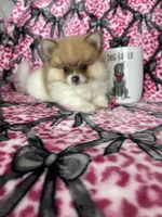 Chai, a female Pomeranian for sale in Fort Myers, FL – 8 of 8