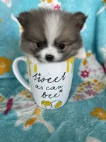 Tcup Chippy, a male Pomeranian for sale in Fort Myers, FL – 3 of 6