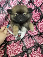 Espresso , a male Pomeranian for sale in Fort Myers, FL – 2 of 5