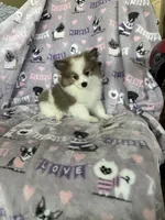 Gus, a male Pomeranian for sale in Fort Myers, FL – 5 of 5