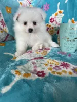 Truly, a female Pomeranian for sale in Fort Myers, FL – 5 of 6