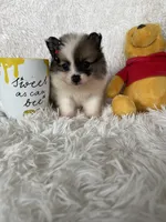 Bellini, a female Pomeranian for sale in Fort Myers, FL – 2 of 7