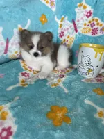 Noah, a male Pomeranian for sale in Fort Myers, FL – 4 of 7