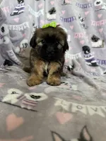 Toffee, a female Maltipoo for sale in Fort Myers, FL – 7 of 7