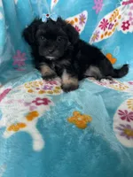 Maya, a female Maltipoo for sale in Fort Myers, FL – 4 of 6