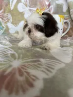 Nutella, a male Shih Tzu for sale in Fort Myers, FL – 10 of 10