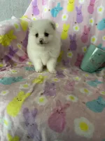 Nash, a male Pomeranian for sale in Fort Myers, FL – Photo 4 of 9