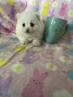 Nash, a male Pomeranian for sale in Fort Myers, FL – Photo 6 of 9