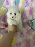 Nash, a male Pomeranian for sale in Fort Myers, FL – Photo 7 of 9