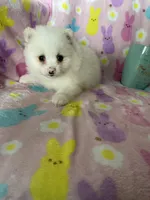 Nash, a male Pomeranian for sale in Fort Myers, FL – Photo 8 of 9