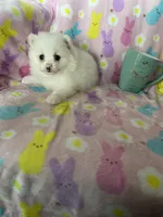 Nash, a male Pomeranian for sale in Fort Myers, FL – Photo 5 of 9