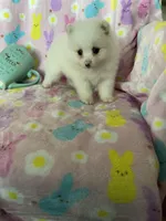 Nash, a male Pomeranian for sale in Fort Myers, FL – Photo 9 of 9