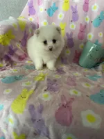 Nash, a male Pomeranian for sale in Fort Myers, FL – Photo 3 of 9