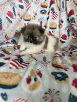 Benny, a male Pomeranian for sale in Fort Myers, FL – 2 of 6