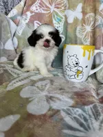 Chip, a male Shih Tzu for sale in Fort Myers, FL – 8 of 9