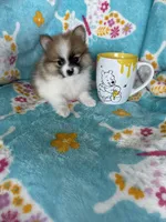 Yoshi, a male Pomeranian for sale in Fort Myers, FL – 1 of 8