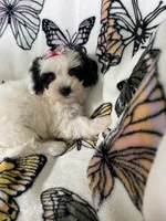 Sadie, a female Maltipoo for sale in Fort Myers, FL – 6 of 6