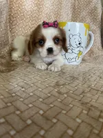 Peaches, a female Cavalier King Charles Spaniel for sale in Fort Myers, FL – 1 of 7