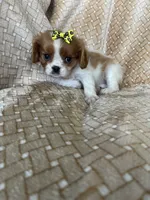 Praline, a female Cavalier King Charles Spaniel for sale in Fort Myers, FL – 4 of 7