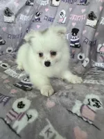 Truly, a female Pomeranian for sale in Fort Myers, FL – 2 of 5