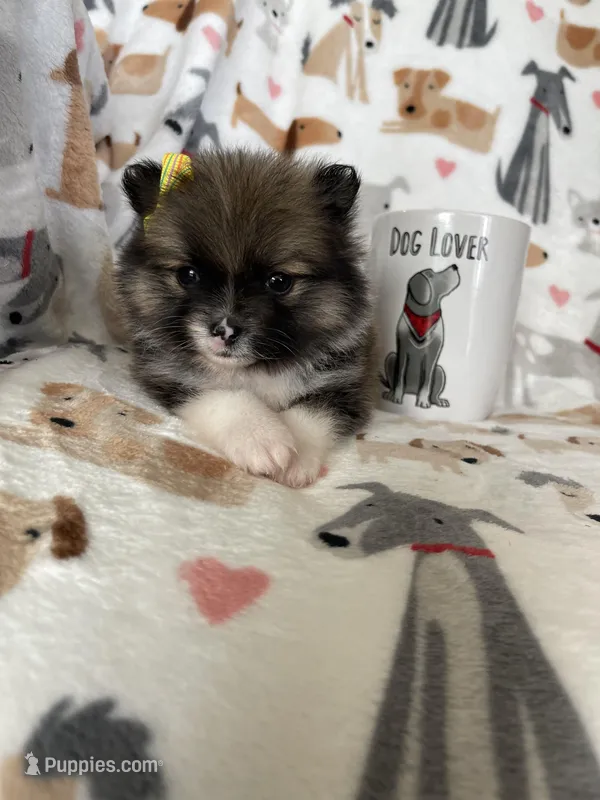Nola – Pomeranian puppy for sale in Fort Myers, FL
