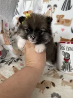 Nola, a female Pomeranian for sale in Fort Myers, FL – Photo 5 of 6