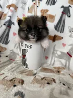 Nola, a female Pomeranian for sale in Fort Myers, FL – Photo 4 of 6