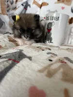 Nola, a female Pomeranian for sale in Fort Myers, FL – Photo 6 of 6