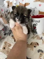 Nola, a female Pomeranian for sale in Fort Myers, FL – Photo 2 of 6