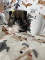 Nola, a female Pomeranian for sale in Fort Myers, FL – Photo 3 of 6