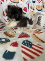 Tcup Milo, a male Pomeranian for sale in Fort Myers, FL – 9 of 9